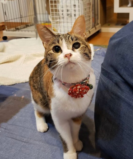 三毛猫はビビリが多いけど ねこネットあま 七宝の猫の里親募集 ジモティー