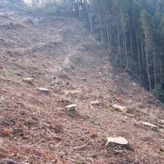 🌷本当に困ってます、雑草木で荒廃した土地、休耕地や放置山林...