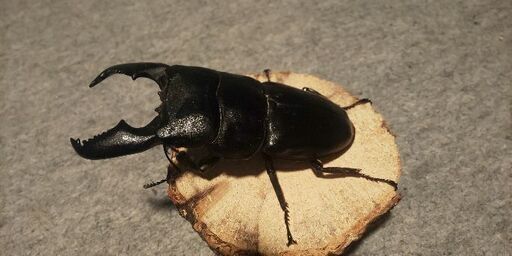 スマトラオオクワガタ値下げ