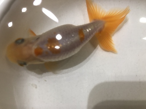 大阪らんちゅうの2歳魚 ほしぶどう 神戸のその他の中古あげます 譲ります ジモティーで不用品の処分