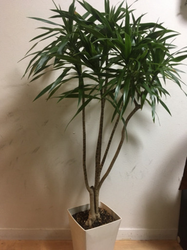 大型観葉植物 ドラセナ 7号鉢 120cm 観葉植物 インテリアグリーン