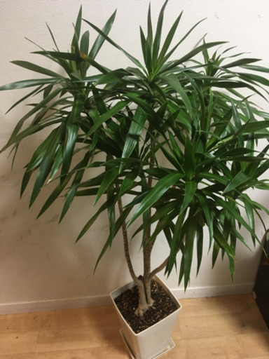 大型観葉植物 ドラセナ 7号鉢 120cm 観葉植物 インテリアグリーン