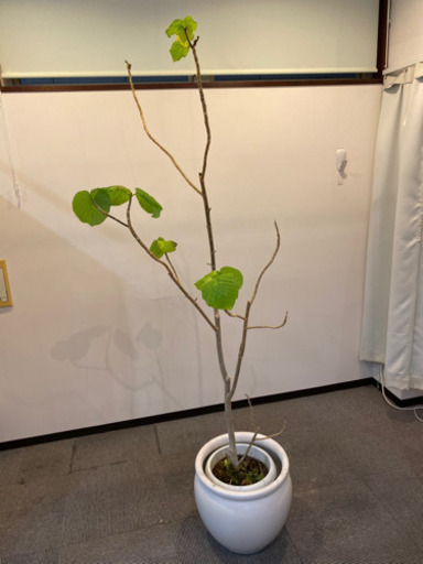 人気観葉植物 大型ウンベラータ信楽焼陶器鉢カバー付 六本木 リリーフ 麻布十番のその他の中古あげます 譲ります ジモティーで不用品の処分 人気観葉植物 大型ウンベラータ信楽焼陶器鉢カバー付 六本木 リリーフ 麻布十番のその他の中古あげます 譲ります ジモティーで不用品の処分