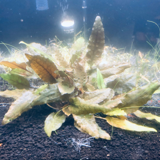 水草 クリプトコリネウェンティーグリーン Tantan 浦添のその他の中古あげます 譲ります ジモティーで不用品の処分