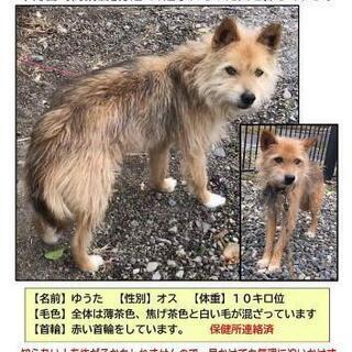 高鍋町で中型犬が迷子です