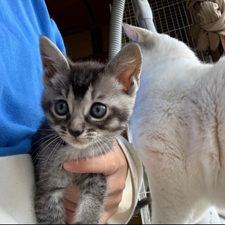 【2匹以上子猫を引き取ってくれる里親再募集】2月11日生まれの子猫