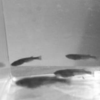 オロチ鰭長 メダカ屋石巻 石巻あゆみ野の家具の中古あげます 譲ります ジモティーで不用品の処分