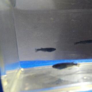 オロチ鰭長 メダカ屋石巻 石巻あゆみ野の家具の中古あげます 譲ります ジモティーで不用品の処分