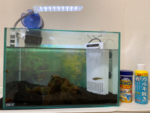 40cm小型ガラス静音水槽一式+国産グッピー