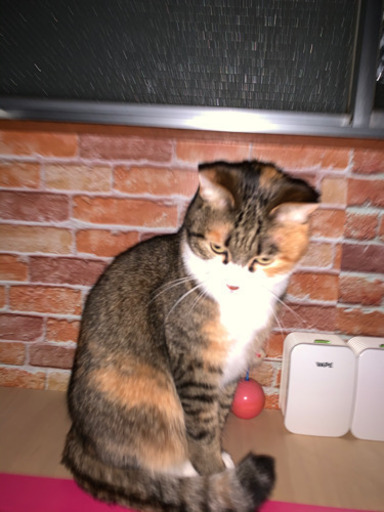 クモ膜下脳に水が溜まる病気になりました (きにゃこ) 三ツ境の猫の里親 