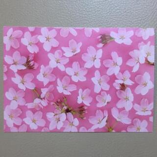 桜のポストカード