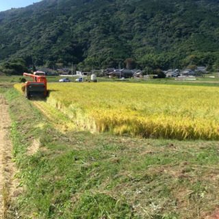 令和元年　ヒノヒカリ　30kg 玄米