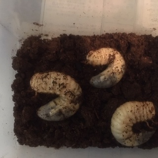 カブトムシ　幼虫（3令）20匹+数匹　【昆虫ケース付き】