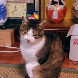 佐賀県の猫のミーコ8歳半の里親を緊急募集します