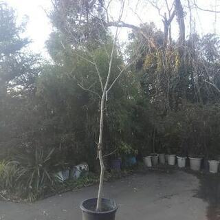 記念樹 庭木 メグスリノキ 珍品