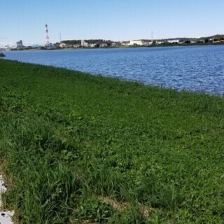 ⭐千葉県、茨城県バス釣り(オプチャ)