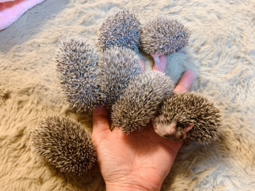 ハリネズミの赤ちゃん販売 ちくちくの家 半田のその他のペットの無料広告 無料掲載の掲示板 ジモティー