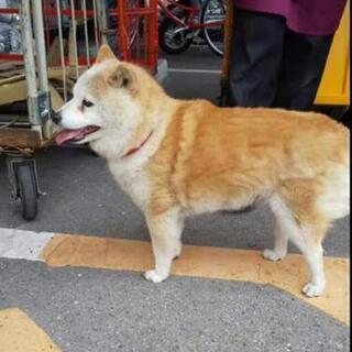 オークワ大浦街道店で迷子のワンちゃんが保護されました