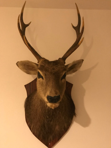 限定品 日本鹿 剥製 ハンティングトロフィー 値引きする Uristy Ua