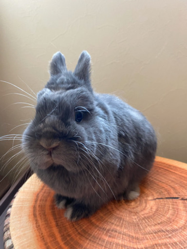 お譲りできる子うさぎ 里親募集のうさぎいます つっちー 札幌のペットの無料広告 無料掲載の掲示板 ジモティー