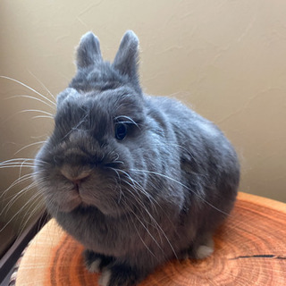 お譲りできる子うさぎ 里親募集のうさぎいます つっちー 札幌のペットの無料広告 無料掲載の掲示板 ジモティー