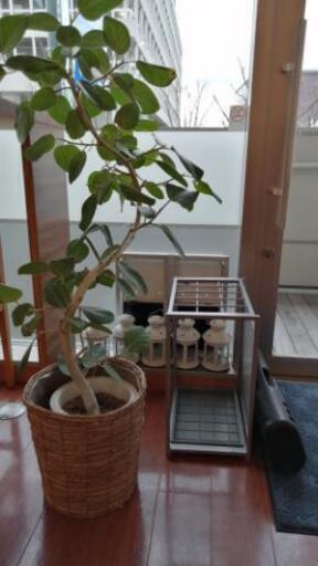 観葉植物　曲がっているおしゃれな木