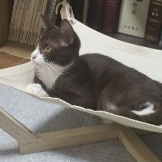 猫用ハンモック