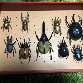 デアゴスティーニ 世界の昆虫 DATE BOOK 等身大 標本 ...