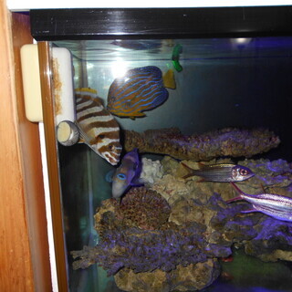 最終値下げ❗️海水魚水槽 オーバーフロー水槽 プロテインスキマー