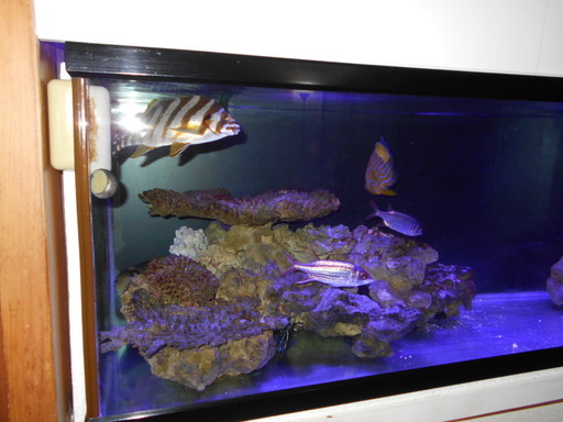 120水槽 水槽台 海水魚用セット