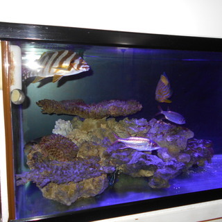 120水槽セット＋海水魚 【公式通販】