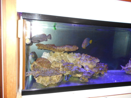 120水槽 水槽台 海水魚用セット