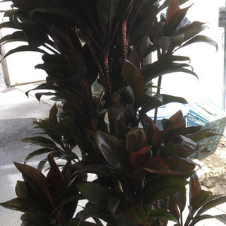 観葉植物パープルコンパクター 卸売り花問屋 昭和町の生活雑貨の中古あげます 譲ります ジモティーで不用品の処分 観葉植物パープルコンパクター 卸売り花問屋 昭和町の生活雑貨の中古あげます 譲ります ジモティーで不用品の処分