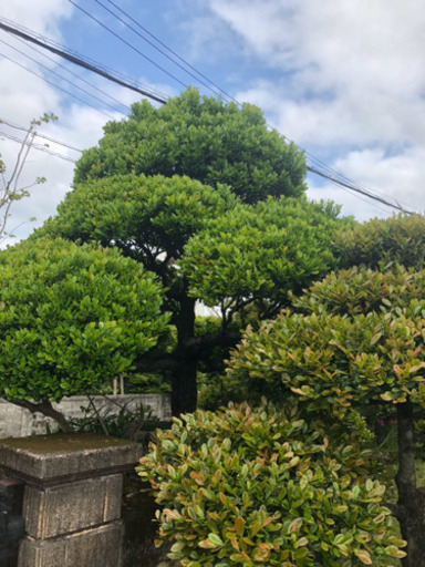 黒木売ります