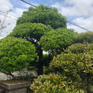 沖縄県の黒木 その他の中古が安い！激安で譲ります・無料であげます