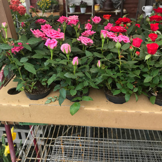 ミニ薔薇2号ポット150円30ポット限定 花遊瑞花 ナックル 鴻巣のその他の中古あげます 譲ります ジモティーで不用品の処分 ミニ薔薇2号ポット150円30ポット限定 花遊瑞花 ナックル 鴻巣のその他の中古あげます 譲ります ジモティーで不用品の処分