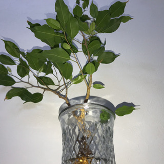 ベンジャミン 水耕栽培 100cm インテリア 観葉植物