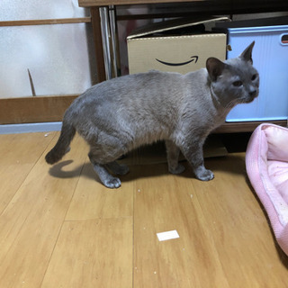 グレー、ブルーアイの猫♂