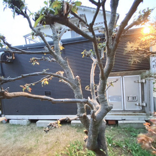 緊急値下げ】コンテナハウス 静岡県掛川市より出品 静岡県のその他