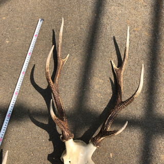 日本鹿角 | skvp.co.uk