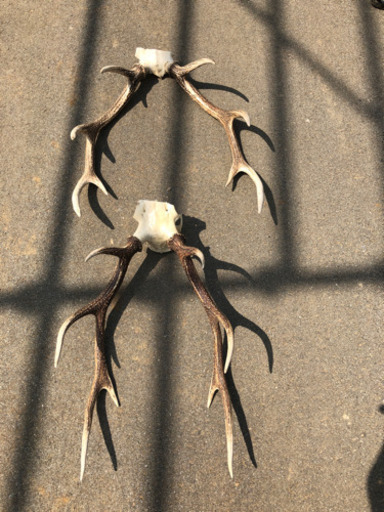 日本鹿角 | stainu-tasikmalaya.ac.id