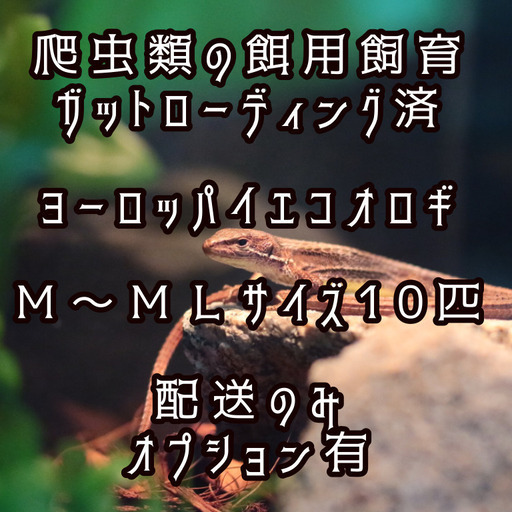 餌専用飼育ヨーロッパイエコオロギm Mlサイズ10匹 イエコ 心 松阪のその他の中古あげます 譲ります ジモティーで不用品の処分