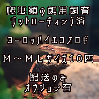餌専用飼育ヨーロッパイエコオロギM〜MLサイズ10匹(イエコ)