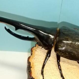 ヘラクレスヘラクレス オス単品