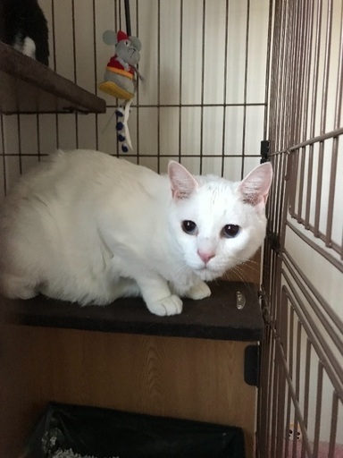 札幌230多頭崩壊から保護 保護猫倶楽部 札幌の猫の里親募集 ジモティー