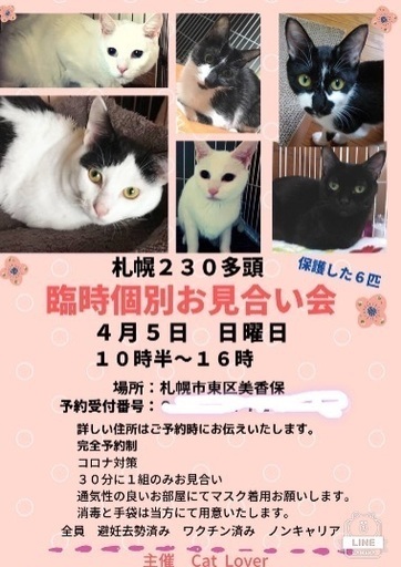 保護 猫 札幌