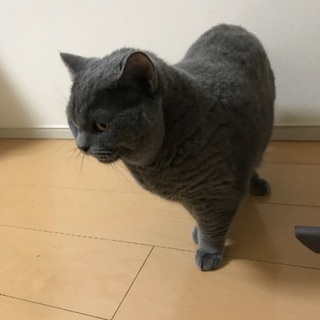 大人しくて可愛い猫ちゃんです！