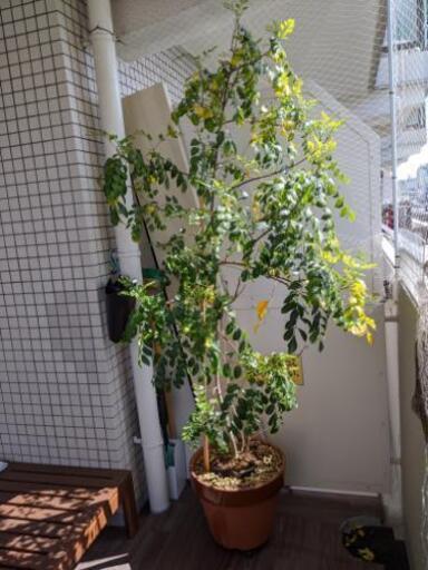 シマトネリコ観葉植物 小虎ママ 岩屋のその他の中古あげます 譲ります ジモティーで不用品の処分
