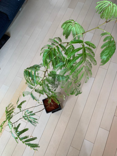 観葉植物ネムノキエバーフレッシュセラミス使用 タカチ 伊丹のその他の中古あげます 譲ります ジモティーで不用品の処分 観葉植物ネムノキエバーフレッシュセラミス使用 タカチ 伊丹のその他の中古あげます 譲ります ジモティーで不用品の処分