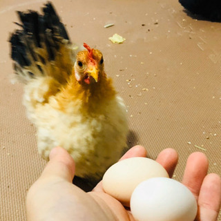 ちゃぼの卵